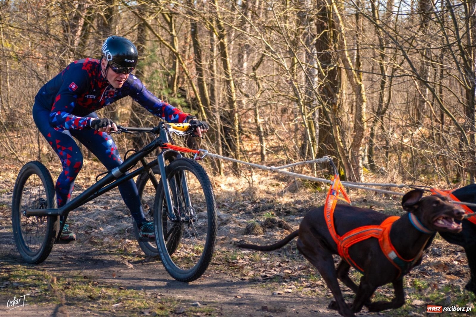 Zdjęcie w galerii na portalu naszraciborz.pl: Dog Adventure Sprint Race w Kuźni Raciborskiej. Emocjonujący pierwszy dzień wyścigów psich zaprzęgów [FOTO] wiadomości z regionu
