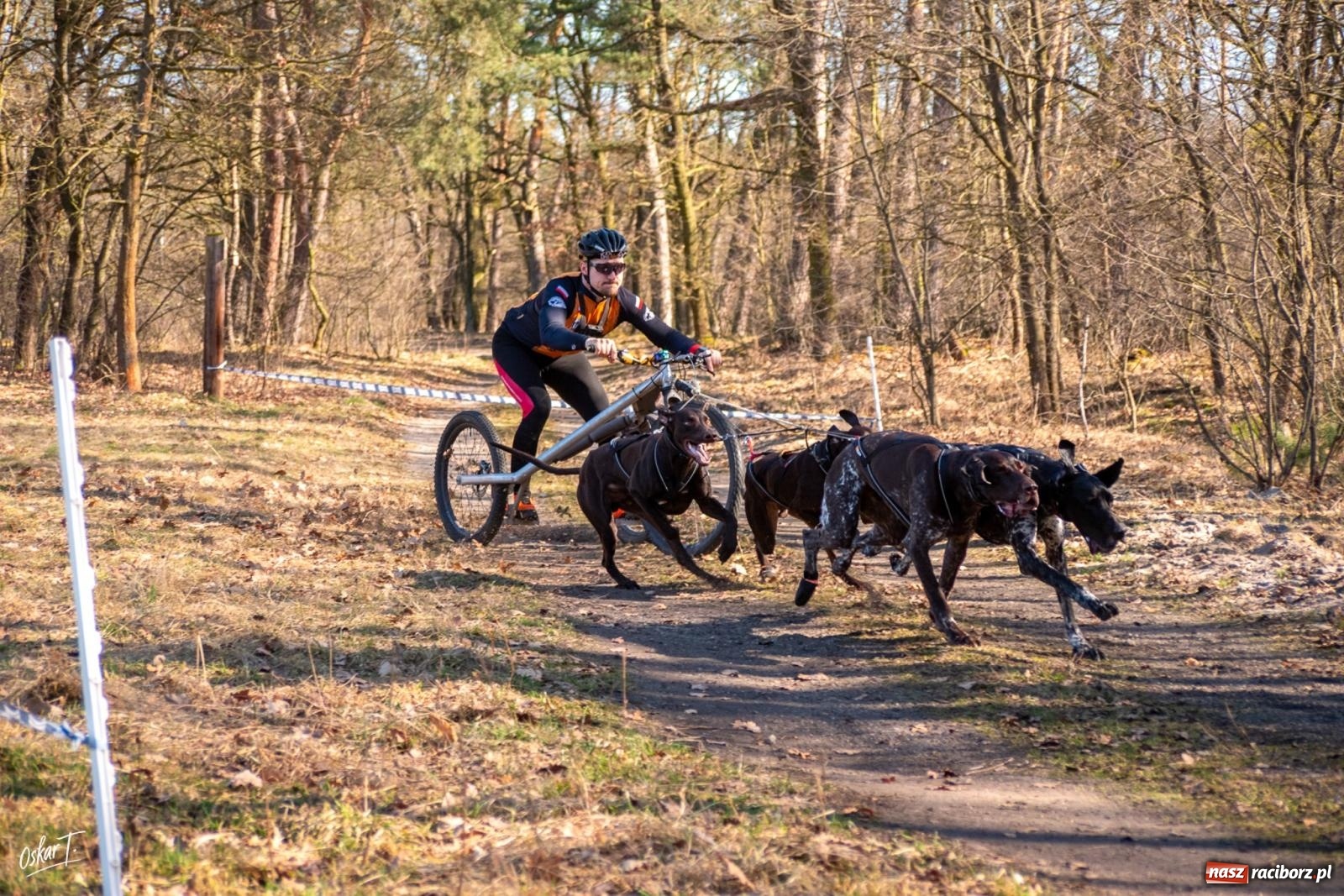 Zdjęcie w galerii na portalu naszraciborz.pl: Dog Adventure Sprint Race w Kuźni Raciborskiej. Emocjonujący pierwszy dzień wyścigów psich zaprzęgów [FOTO] wiadomości z regionu