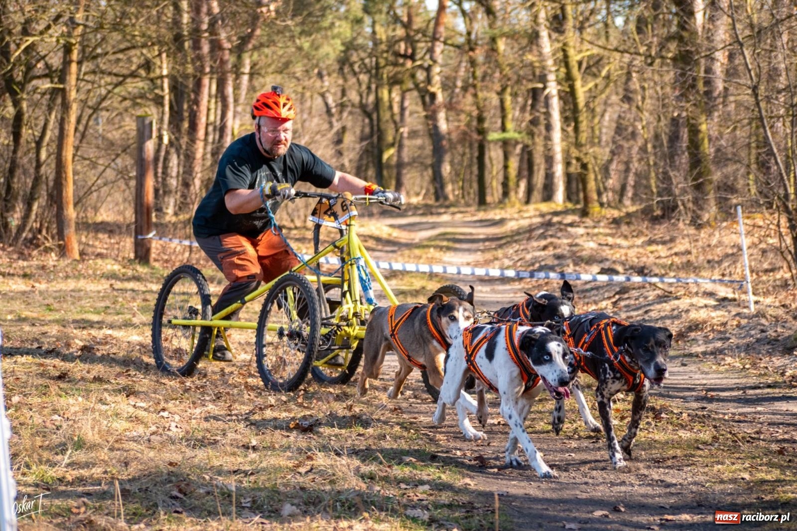 Zdjęcie w galerii na portalu naszraciborz.pl: Dog Adventure Sprint Race w Kuźni Raciborskiej. Emocjonujący pierwszy dzień wyścigów psich zaprzęgów [FOTO] wiadomości z regionu