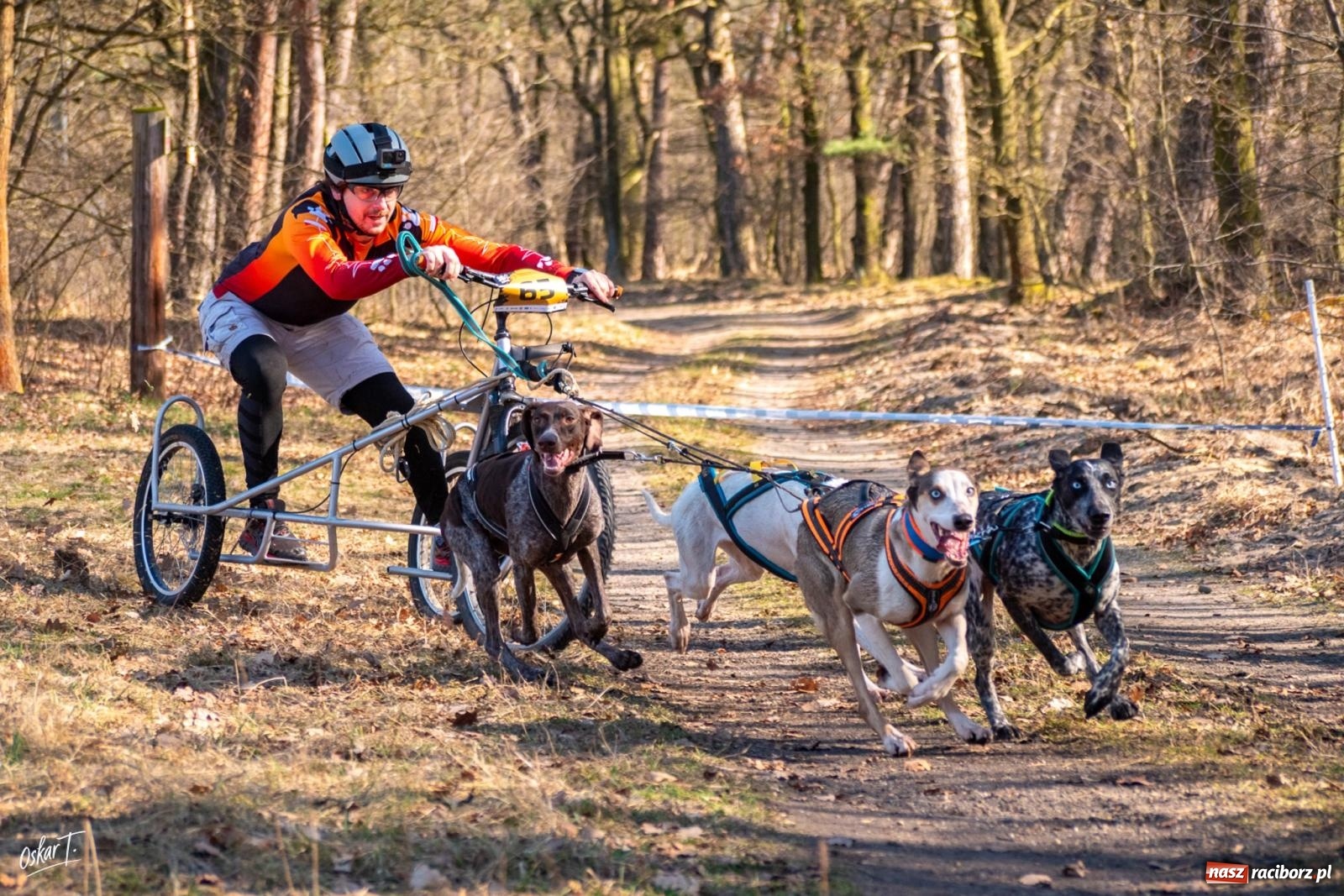 Zdjęcie w galerii na portalu naszraciborz.pl: Dog Adventure Sprint Race w Kuźni Raciborskiej. Emocjonujący pierwszy dzień wyścigów psich zaprzęgów [FOTO] wiadomości z regionu