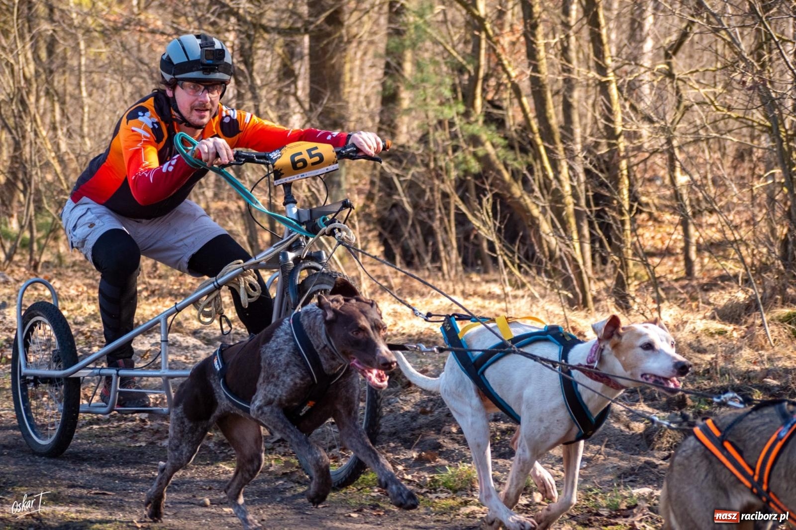 Zdjęcie w galerii na portalu naszraciborz.pl: Dog Adventure Sprint Race w Kuźni Raciborskiej. Emocjonujący pierwszy dzień wyścigów psich zaprzęgów [FOTO] wiadomości z regionu