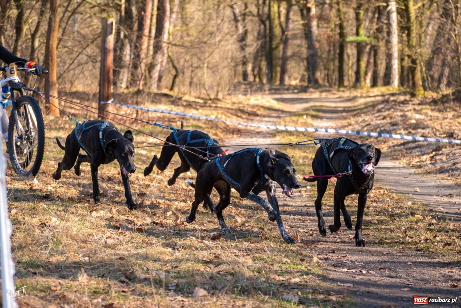 Zdjęcie w galerii na portalu naszraciborz.pl: Dog Adventure Sprint Race w Kuźni Raciborskiej. Emocjonujący pierwszy dzień wyścigów psich zaprzęgów [FOTO] wiadomości z regionu