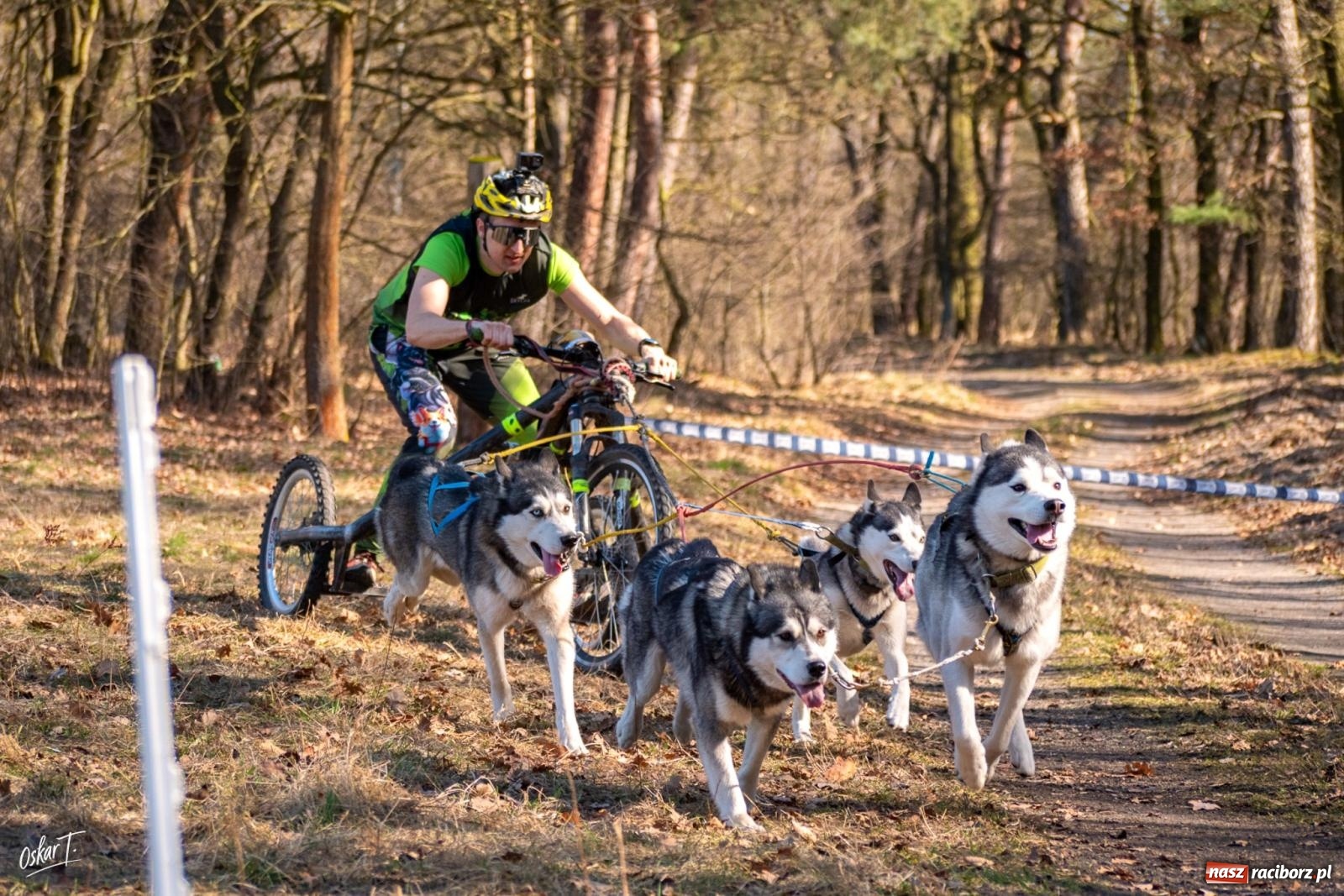 Zdjęcie w galerii na portalu naszraciborz.pl: Dog Adventure Sprint Race w Kuźni Raciborskiej. Emocjonujący pierwszy dzień wyścigów psich zaprzęgów [FOTO] wiadomości z regionu