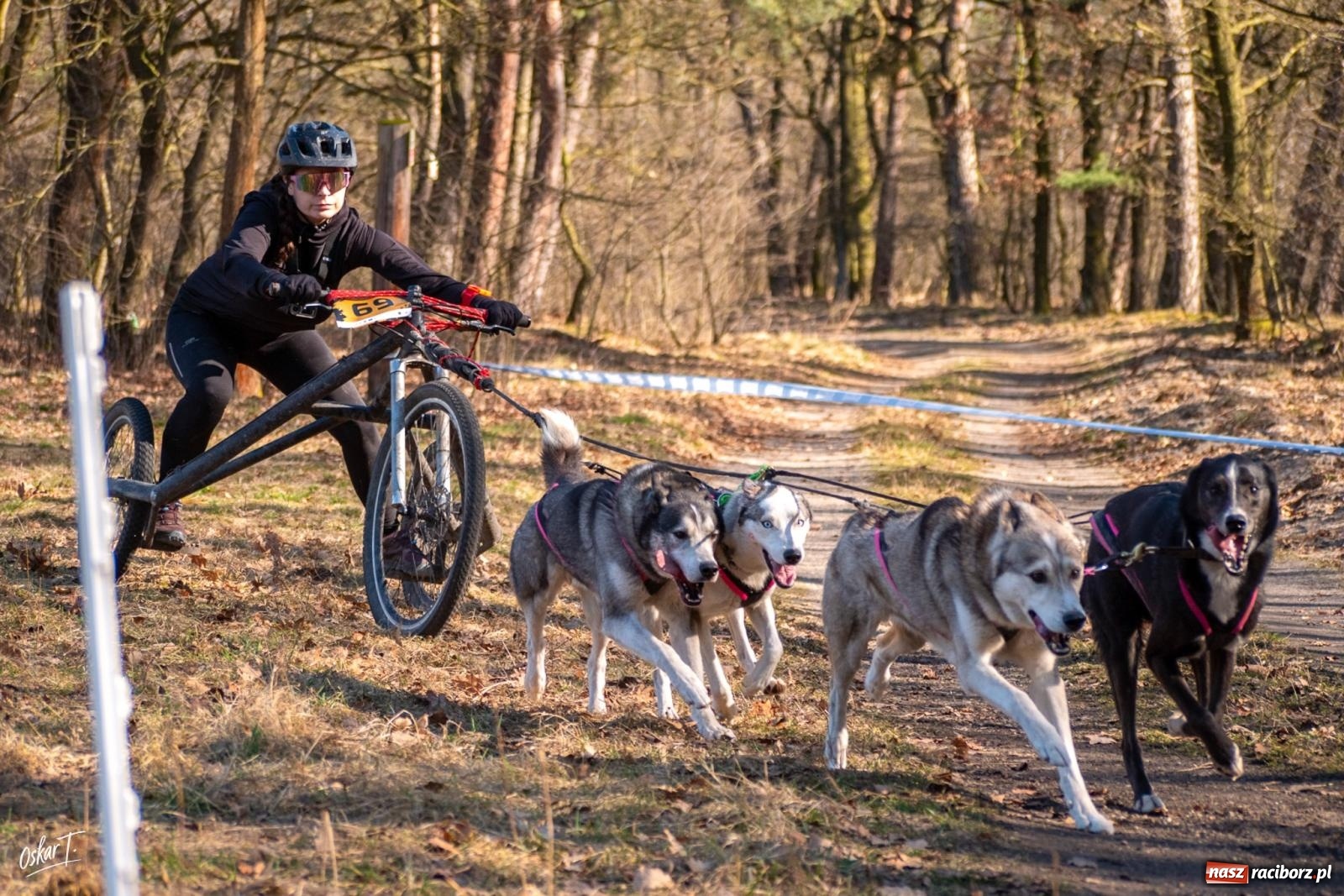 Zdjęcie w galerii na portalu naszraciborz.pl: Dog Adventure Sprint Race w Kuźni Raciborskiej. Emocjonujący pierwszy dzień wyścigów psich zaprzęgów [FOTO] wiadomości z regionu