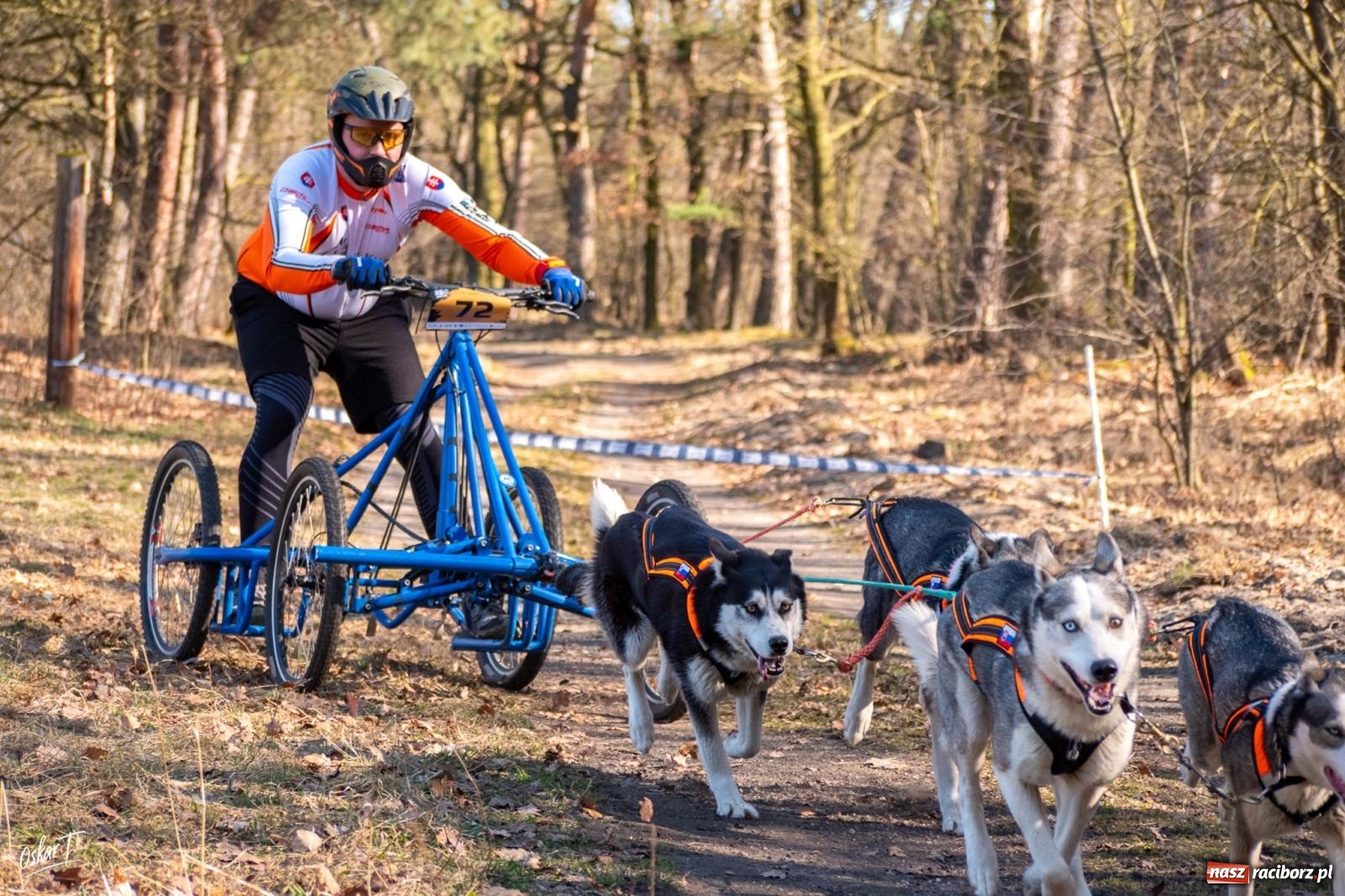 Zdjęcie w galerii na portalu naszraciborz.pl: Dog Adventure Sprint Race w Kuźni Raciborskiej. Emocjonujący pierwszy dzień wyścigów psich zaprzęgów [FOTO] wiadomości z regionu