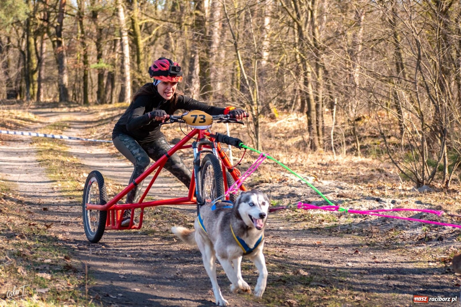 Zdjęcie w galerii na portalu naszraciborz.pl: Dog Adventure Sprint Race w Kuźni Raciborskiej. Emocjonujący pierwszy dzień wyścigów psich zaprzęgów [FOTO] wiadomości z regionu