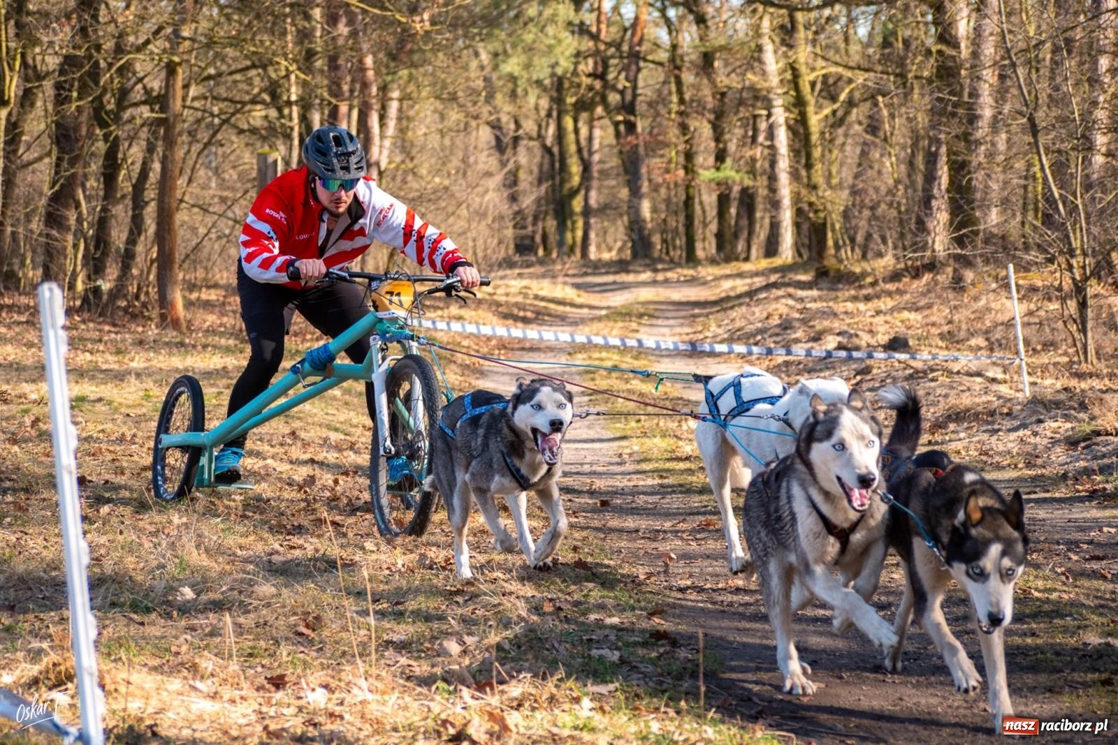 Zdjęcie w galerii na portalu naszraciborz.pl: Dog Adventure Sprint Race w Kuźni Raciborskiej. Emocjonujący pierwszy dzień wyścigów psich zaprzęgów [FOTO] wiadomości z regionu