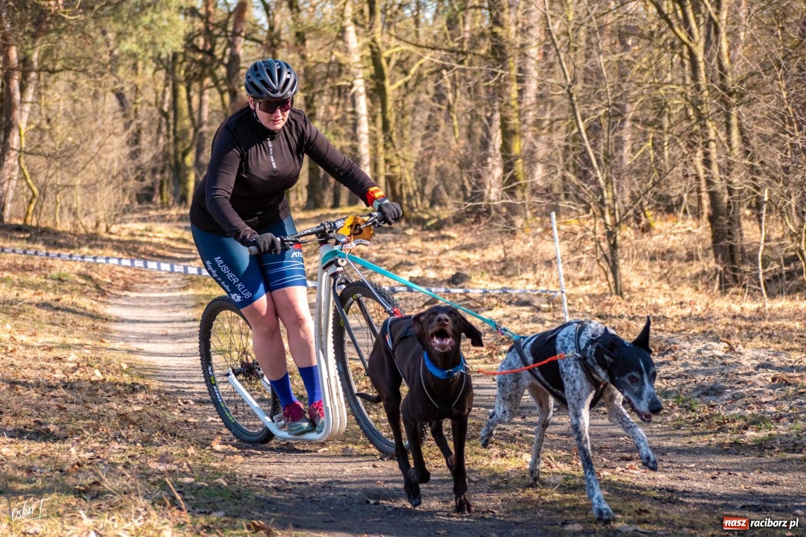 Zdjęcie w galerii na portalu naszraciborz.pl: Dog Adventure Sprint Race w Kuźni Raciborskiej. Emocjonujący pierwszy dzień wyścigów psich zaprzęgów [FOTO] wiadomości z regionu