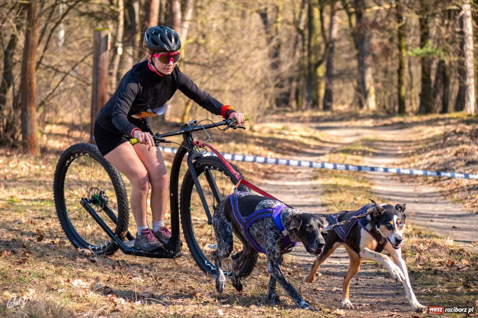 Zdjęcie w galerii na portalu naszraciborz.pl: Dog Adventure Sprint Race w Kuźni Raciborskiej. Emocjonujący pierwszy dzień wyścigów psich zaprzęgów [FOTO] wiadomości z regionu