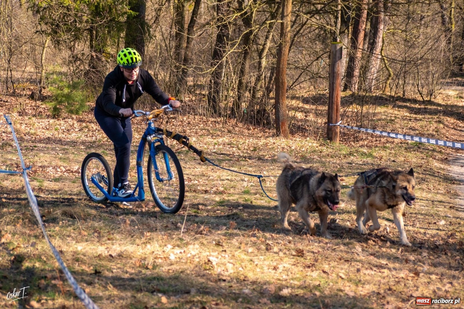 Zdjęcie w galerii na portalu naszraciborz.pl: Dog Adventure Sprint Race w Kuźni Raciborskiej. Emocjonujący pierwszy dzień wyścigów psich zaprzęgów [FOTO] wiadomości z regionu