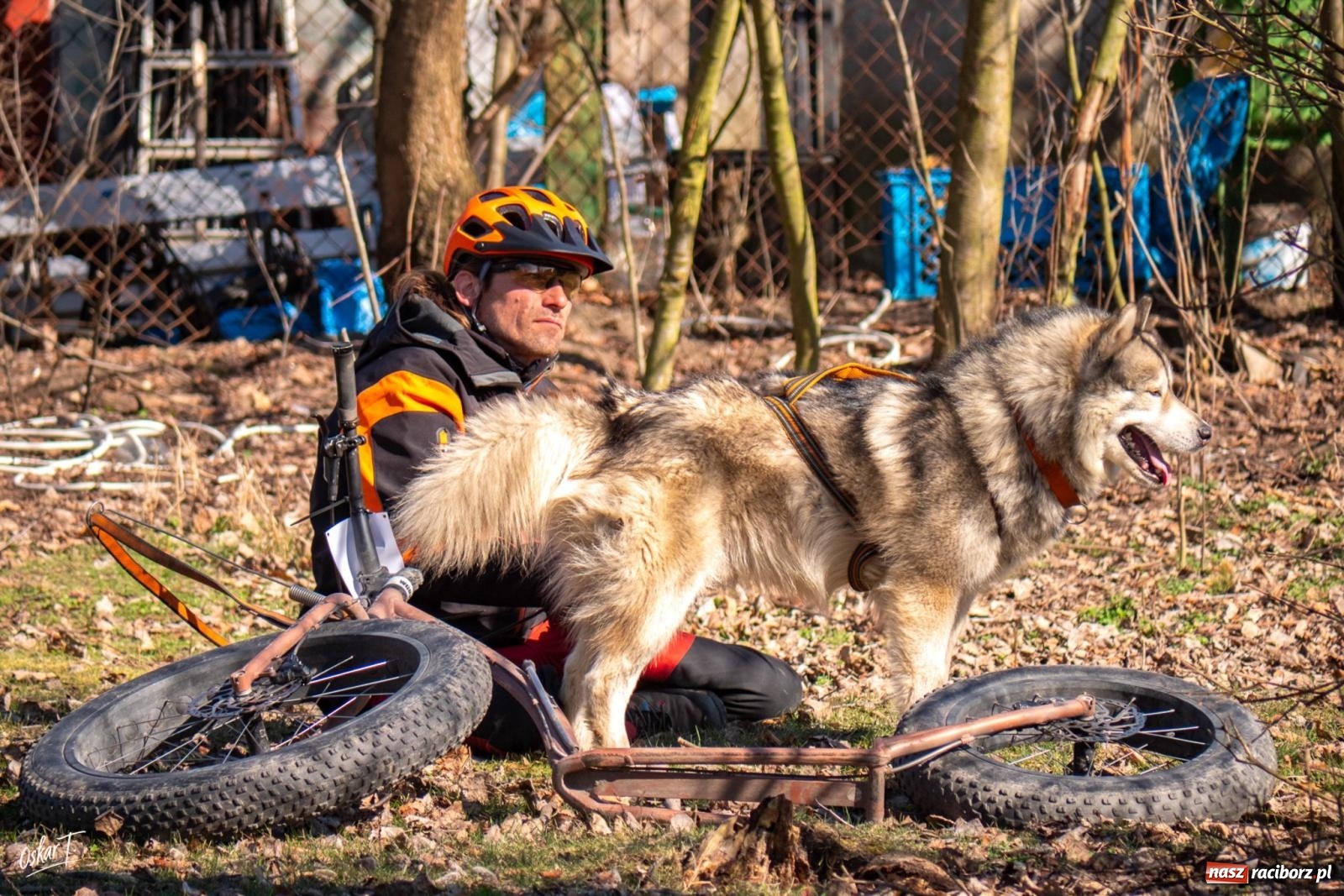 Zdjęcie w galerii na portalu naszraciborz.pl: Dog Adventure Sprint Race w Kuźni Raciborskiej. Emocjonujący pierwszy dzień wyścigów psich zaprzęgów [FOTO] wiadomości z regionu