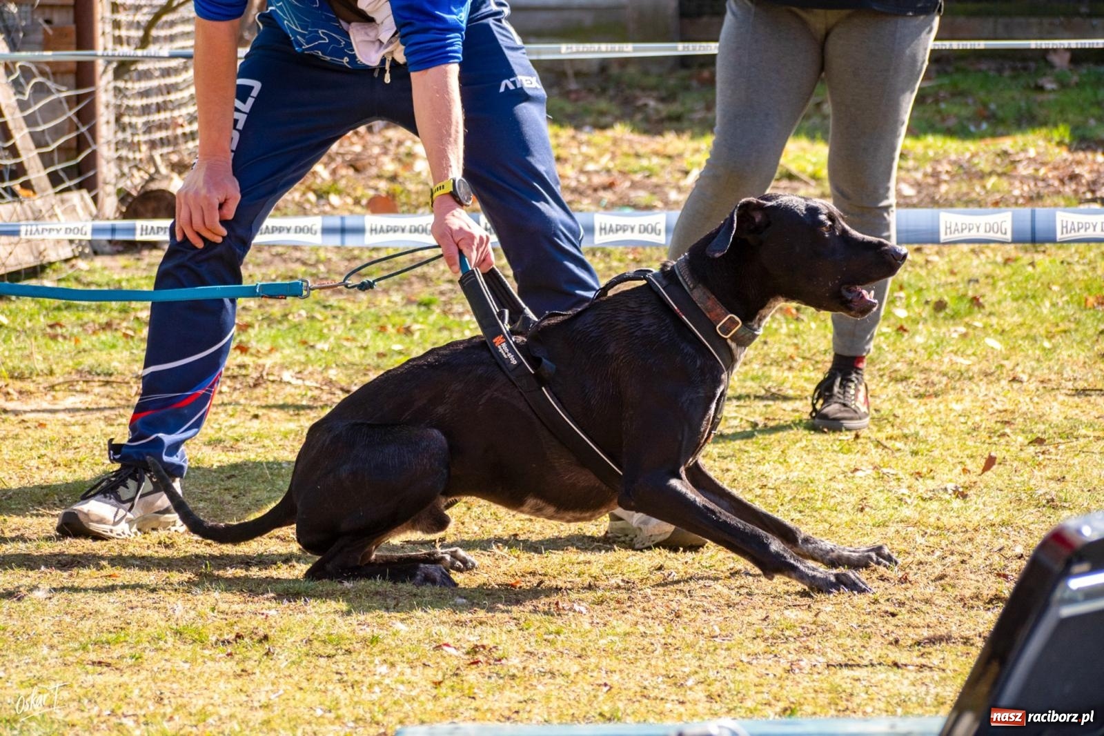 Zdjęcie w galerii na portalu naszraciborz.pl: Dog Adventure Sprint Race w Kuźni Raciborskiej. Emocjonujący pierwszy dzień wyścigów psich zaprzęgów [FOTO] wiadomości z regionu