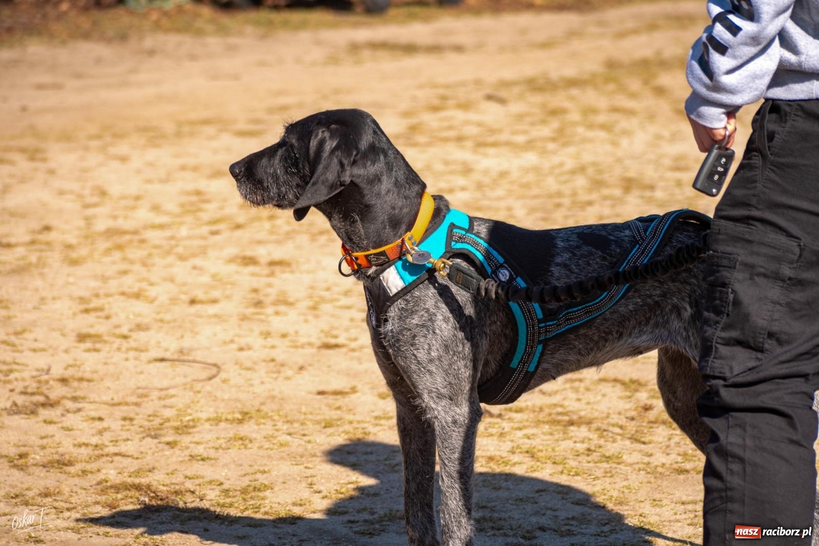 Zdjęcie w galerii na portalu naszraciborz.pl: Dog Adventure Sprint Race w Kuźni Raciborskiej. Emocjonujący pierwszy dzień wyścigów psich zaprzęgów [FOTO] wiadomości z regionu