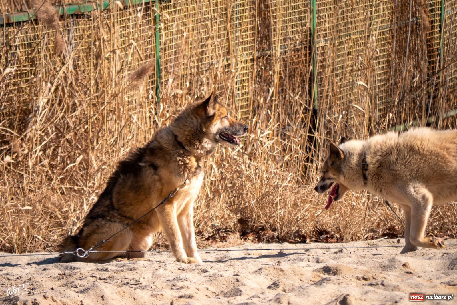 Zdjęcie w galerii na portalu naszraciborz.pl: Dog Adventure Sprint Race w Kuźni Raciborskiej. Emocjonujący pierwszy dzień wyścigów psich zaprzęgów [FOTO] wiadomości z regionu