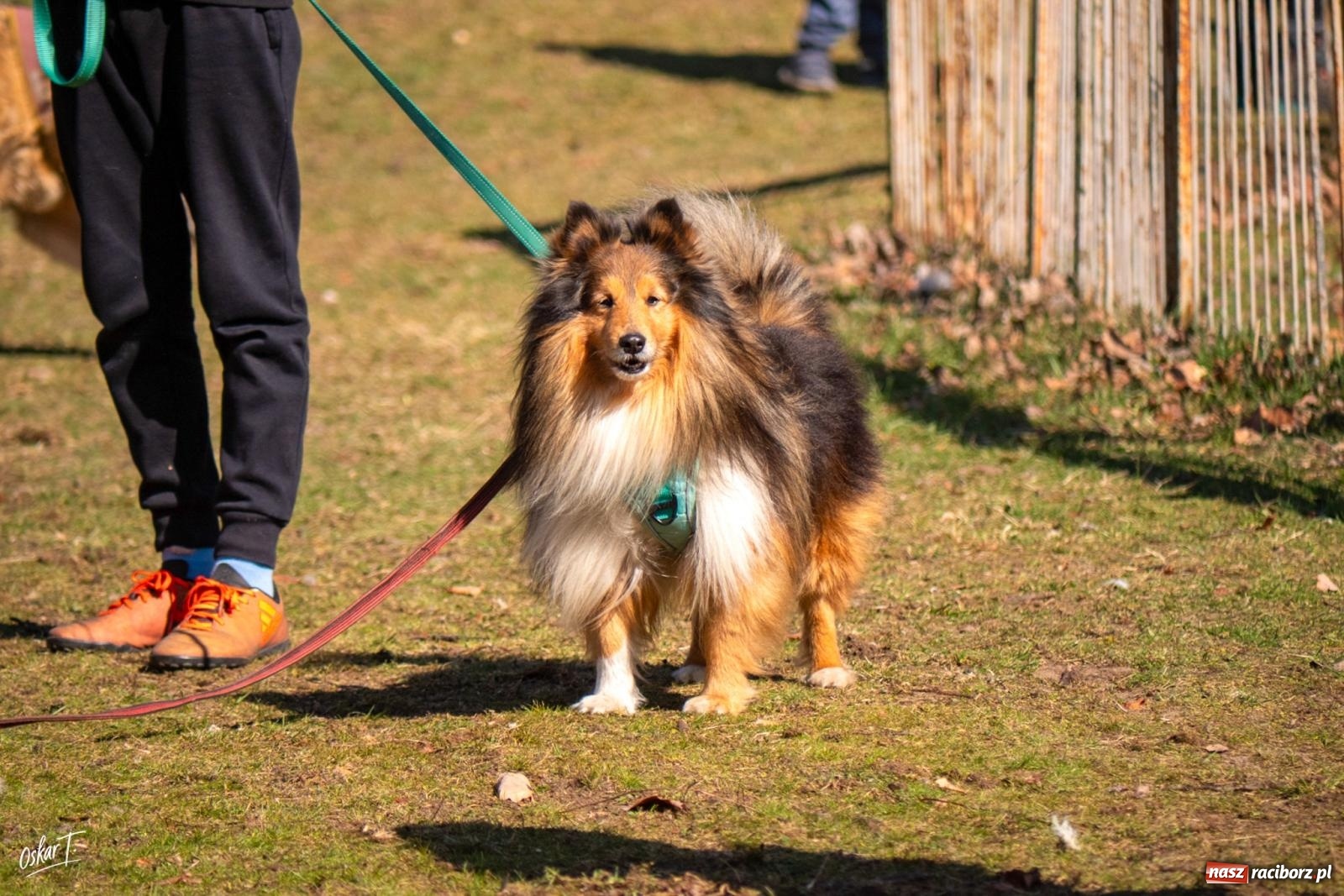 Zdjęcie w galerii na portalu naszraciborz.pl: Dog Adventure Sprint Race w Kuźni Raciborskiej. Emocjonujący pierwszy dzień wyścigów psich zaprzęgów [FOTO] wiadomości z regionu