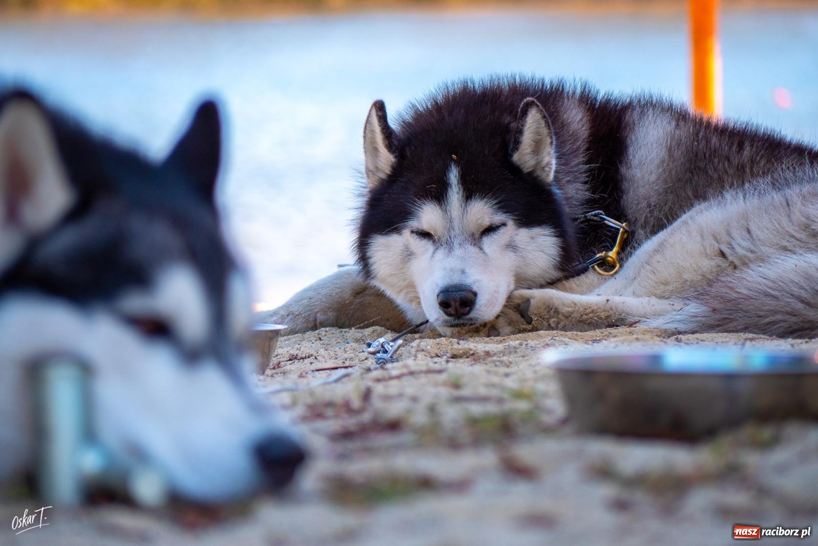 Zdjęcie w galerii na portalu naszraciborz.pl: Dog Adventure Sprint Race w Kuźni Raciborskiej. Emocjonujący pierwszy dzień wyścigów psich zaprzęgów [FOTO] wiadomości z regionu