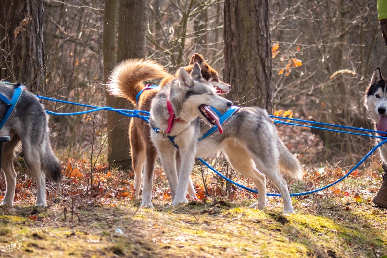 Zdjęcie w galerii na portalu naszraciborz.pl: Międzynarodowe wyścigi psich zaprzęgów w Kuźni Raciborskiej. Emocjonujący weekend Dog Adventure Sprint Race wiadomości z regionu