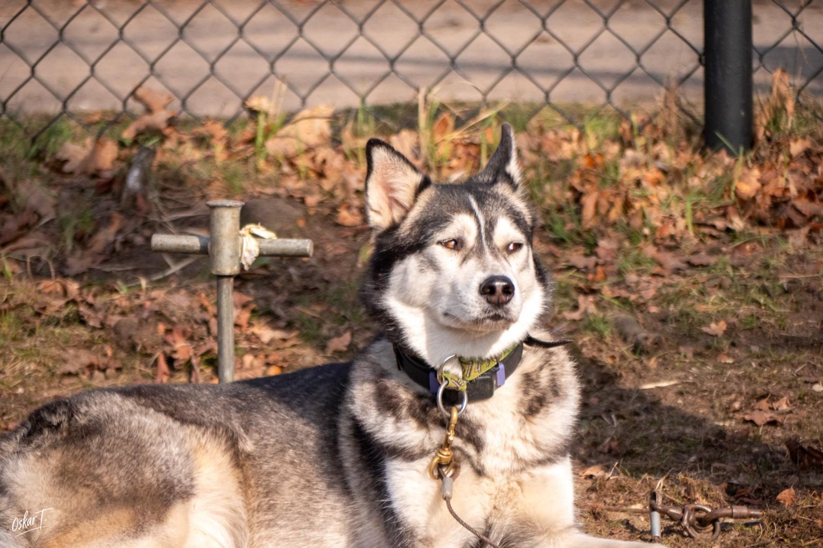 Zdjęcie w galerii na portalu naszraciborz.pl: Międzynarodowe wyścigi psich zaprzęgów w Kuźni Raciborskiej. Emocjonujący weekend Dog Adventure Sprint Race wiadomości z regionu