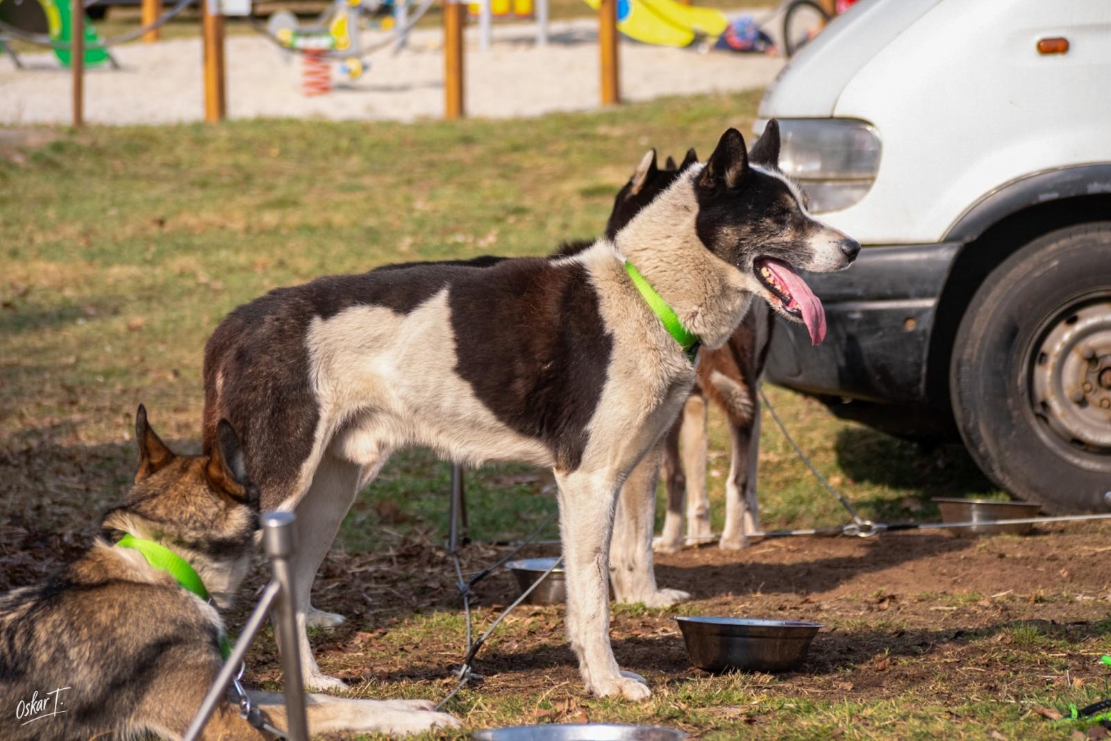 Zdjęcie w galerii na portalu naszraciborz.pl: Międzynarodowe wyścigi psich zaprzęgów w Kuźni Raciborskiej. Emocjonujący weekend Dog Adventure Sprint Race wiadomości z regionu