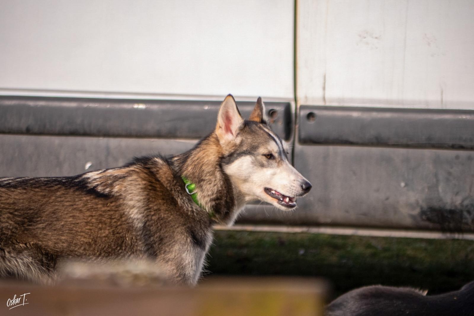 Zdjęcie w galerii na portalu naszraciborz.pl: Międzynarodowe wyścigi psich zaprzęgów w Kuźni Raciborskiej. Emocjonujący weekend Dog Adventure Sprint Race wiadomości z regionu