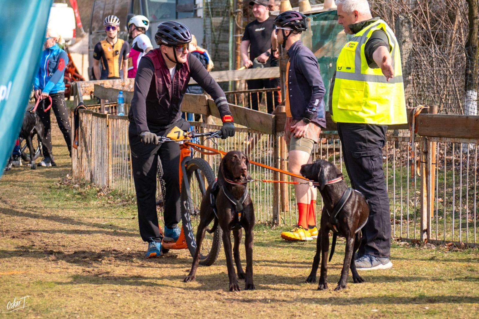 Zdjęcie w galerii na portalu naszraciborz.pl: Międzynarodowe wyścigi psich zaprzęgów w Kuźni Raciborskiej. Emocjonujący weekend Dog Adventure Sprint Race wiadomości z regionu
