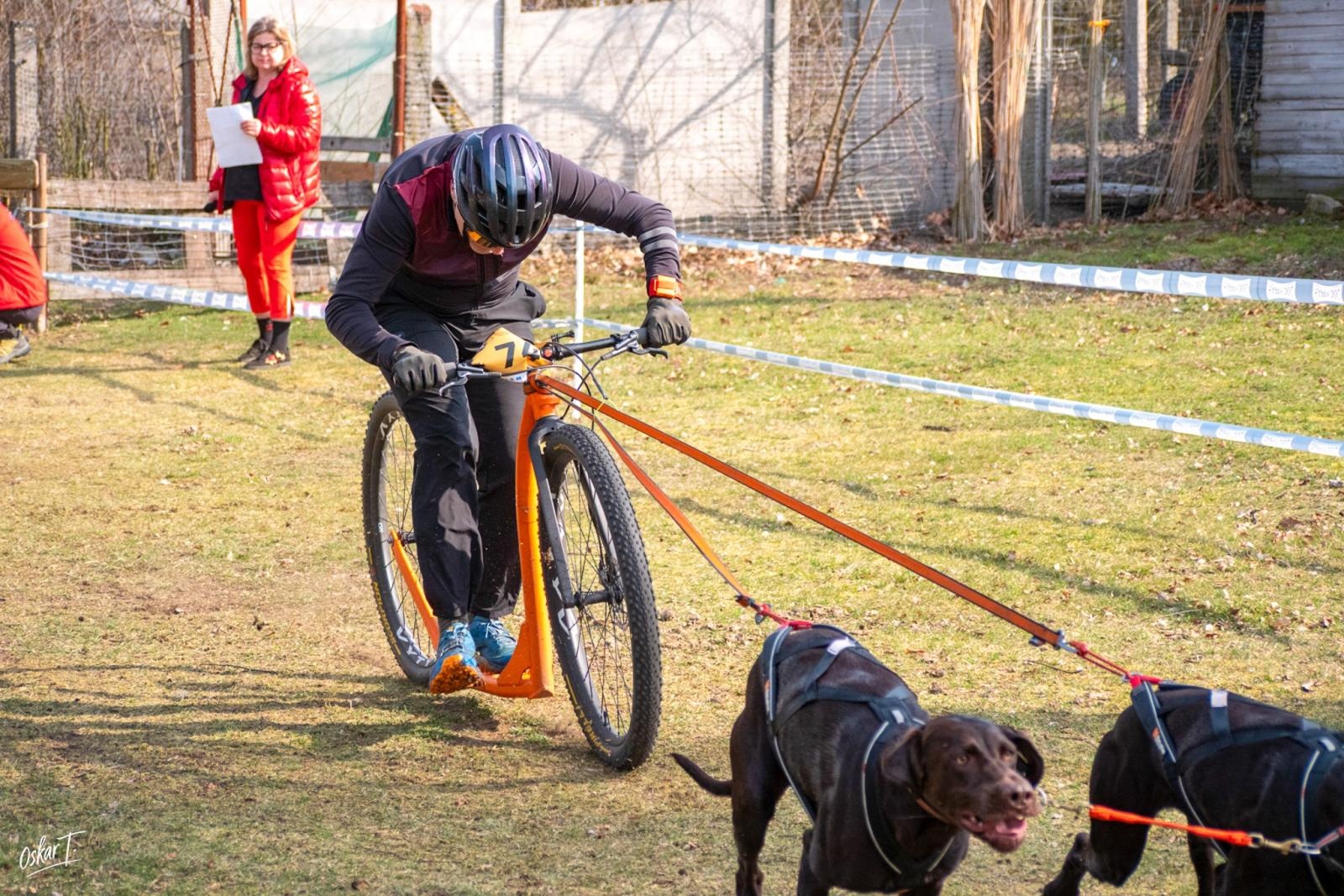 Zdjęcie w galerii na portalu naszraciborz.pl: Międzynarodowe wyścigi psich zaprzęgów w Kuźni Raciborskiej. Emocjonujący weekend Dog Adventure Sprint Race wiadomości z regionu
