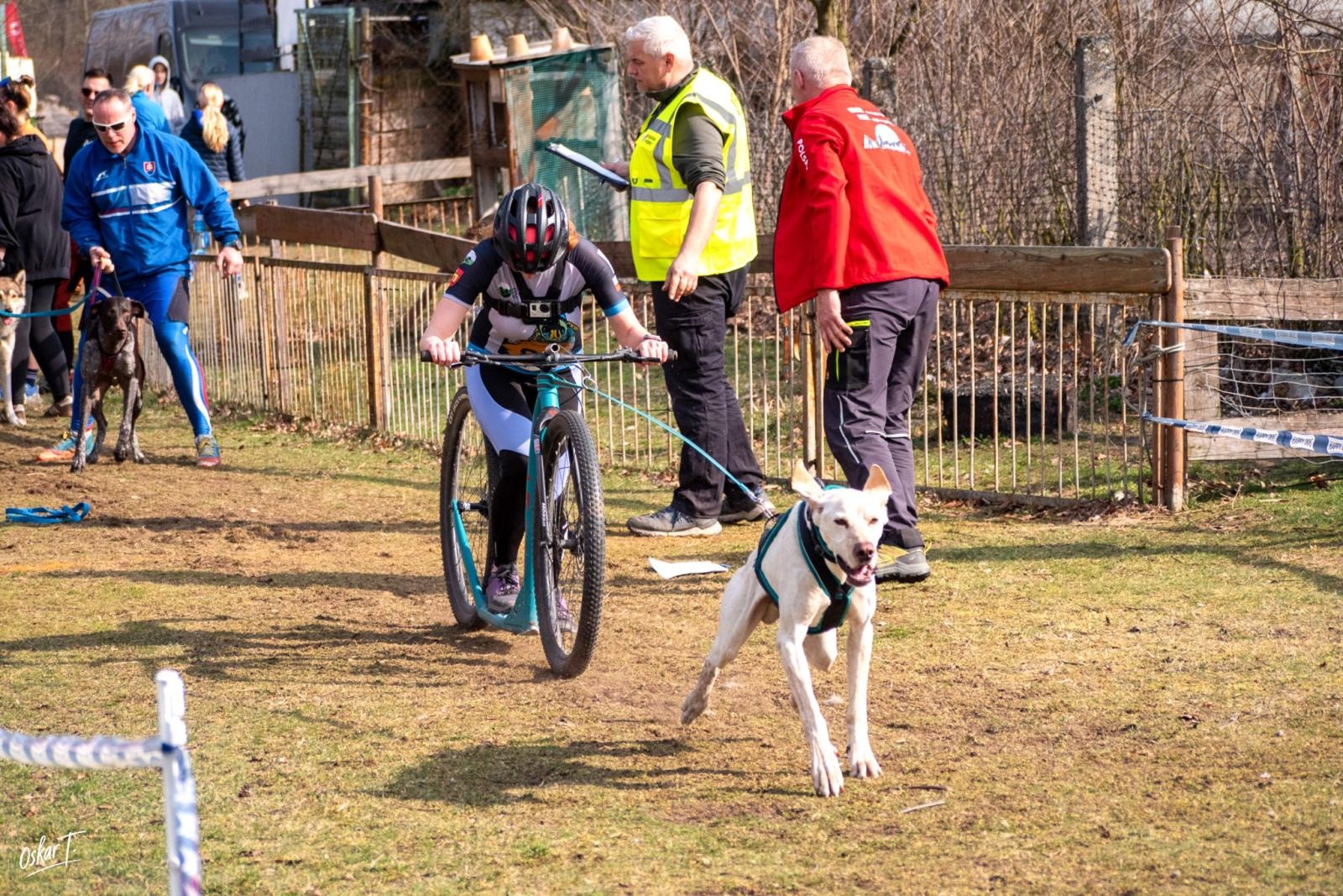 Zdjęcie w galerii na portalu naszraciborz.pl: Międzynarodowe wyścigi psich zaprzęgów w Kuźni Raciborskiej. Emocjonujący weekend Dog Adventure Sprint Race wiadomości z regionu