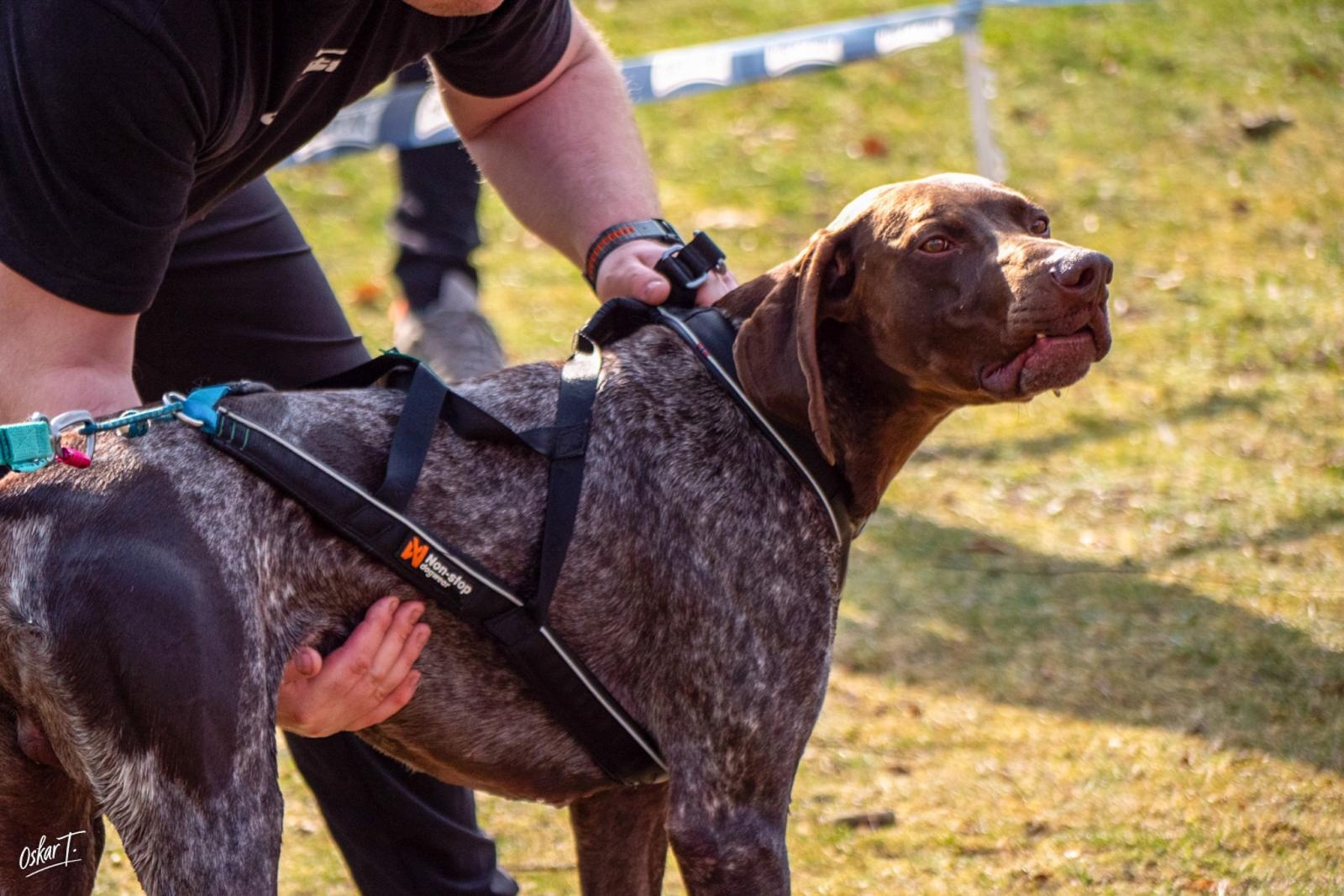 Zdjęcie w galerii na portalu naszraciborz.pl: Międzynarodowe wyścigi psich zaprzęgów w Kuźni Raciborskiej. Emocjonujący weekend Dog Adventure Sprint Race wiadomości z regionu