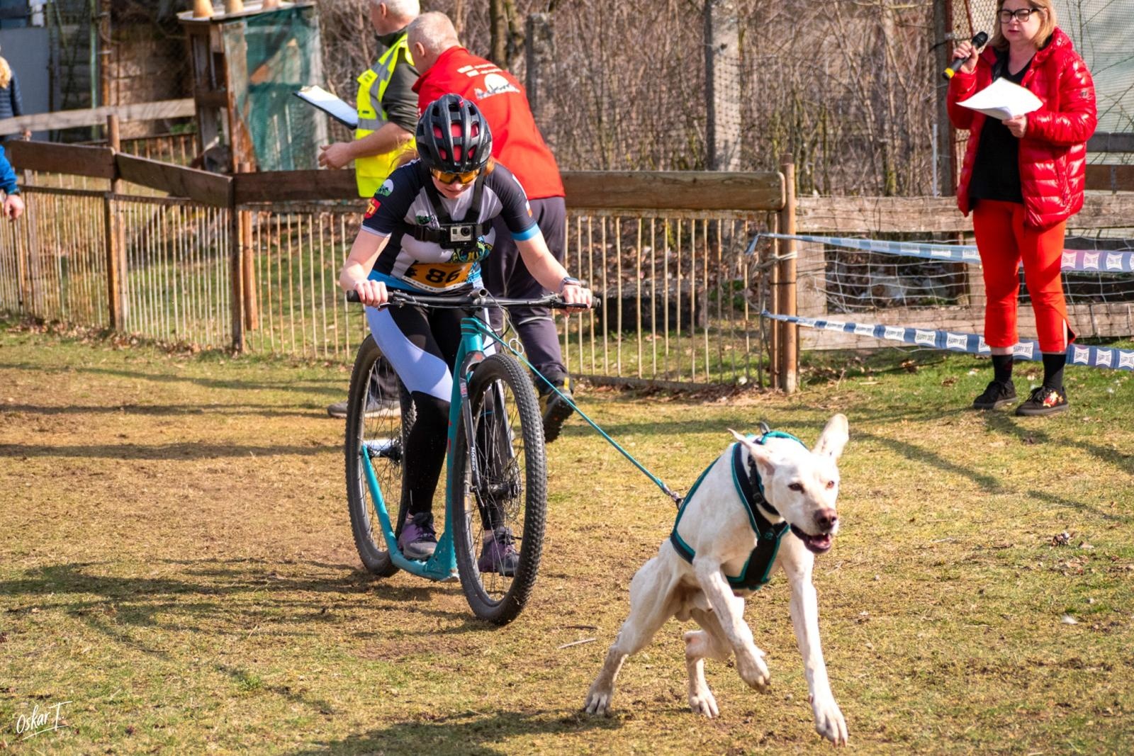 Zdjęcie w galerii na portalu naszraciborz.pl: Międzynarodowe wyścigi psich zaprzęgów w Kuźni Raciborskiej. Emocjonujący weekend Dog Adventure Sprint Race wiadomości z regionu
