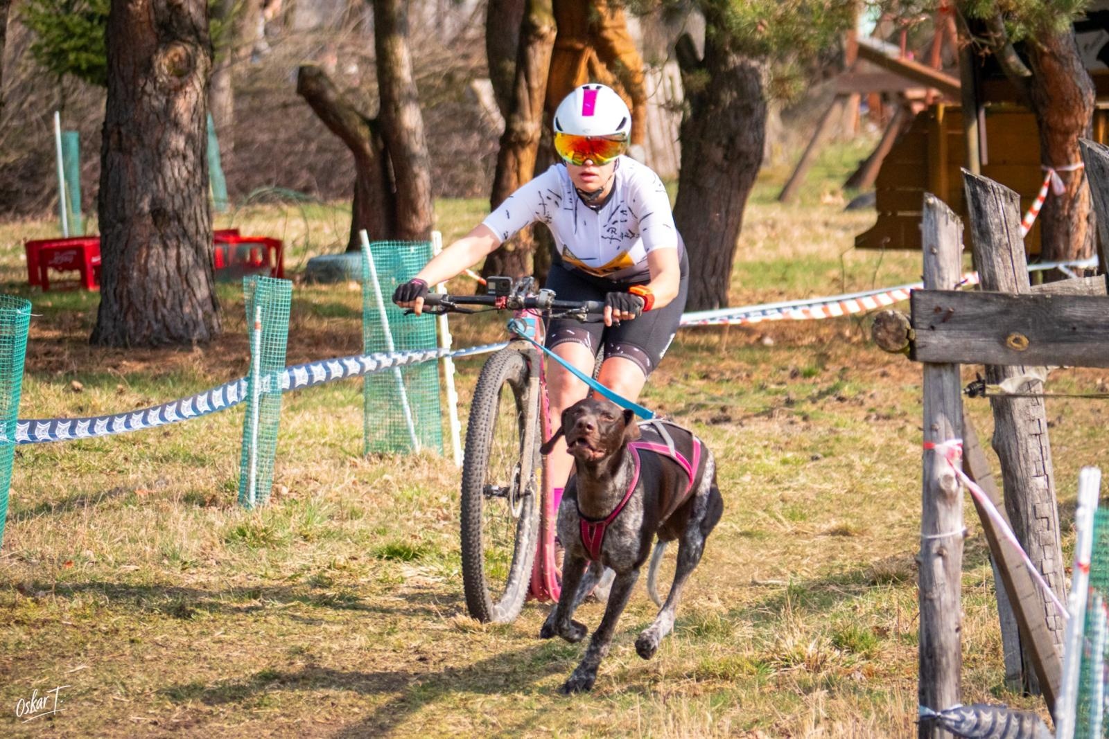 Zdjęcie w galerii na portalu naszraciborz.pl: Międzynarodowe wyścigi psich zaprzęgów w Kuźni Raciborskiej. Emocjonujący weekend Dog Adventure Sprint Race wiadomości z regionu