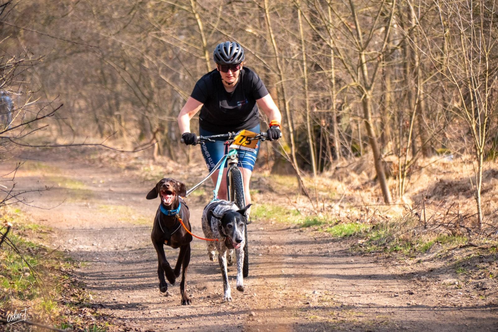 Zdjęcie w galerii na portalu naszraciborz.pl: Międzynarodowe wyścigi psich zaprzęgów w Kuźni Raciborskiej. Emocjonujący weekend Dog Adventure Sprint Race wiadomości z regionu
