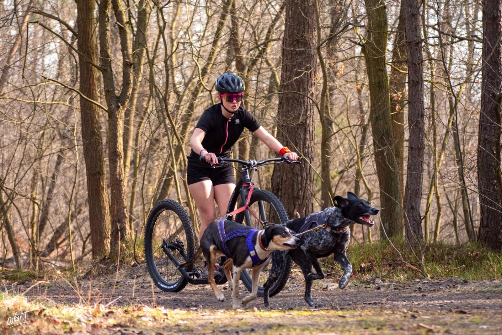 Zdjęcie w galerii na portalu naszraciborz.pl: Międzynarodowe wyścigi psich zaprzęgów w Kuźni Raciborskiej. Emocjonujący weekend Dog Adventure Sprint Race wiadomości z regionu
