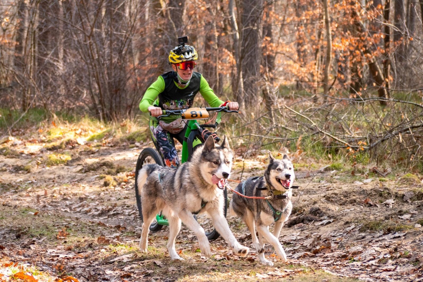 Zdjęcie w galerii na portalu naszraciborz.pl: Międzynarodowe wyścigi psich zaprzęgów w Kuźni Raciborskiej. Emocjonujący weekend Dog Adventure Sprint Race wiadomości z regionu