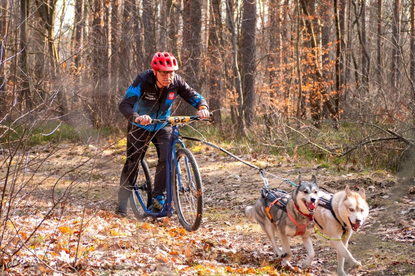 Zdjęcie w galerii na portalu naszraciborz.pl: Międzynarodowe wyścigi psich zaprzęgów w Kuźni Raciborskiej. Emocjonujący weekend Dog Adventure Sprint Race wiadomości z regionu
