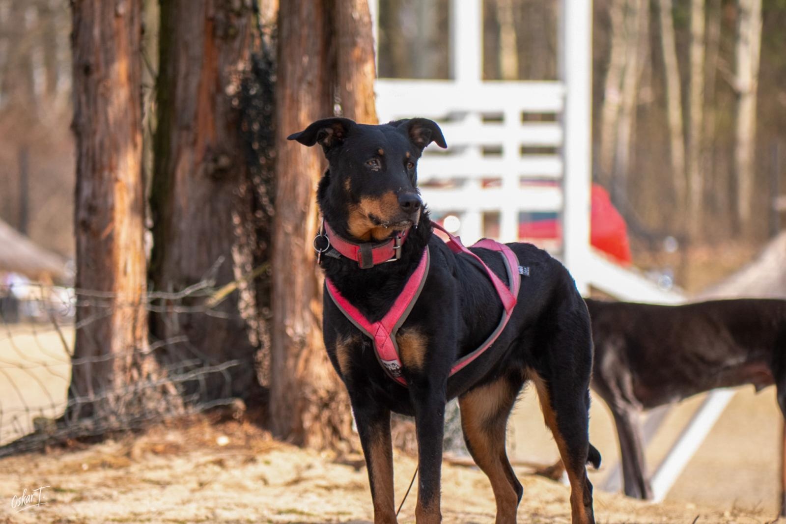 Zdjęcie w galerii na portalu naszraciborz.pl: Międzynarodowe wyścigi psich zaprzęgów w Kuźni Raciborskiej. Emocjonujący weekend Dog Adventure Sprint Race wiadomości z regionu
