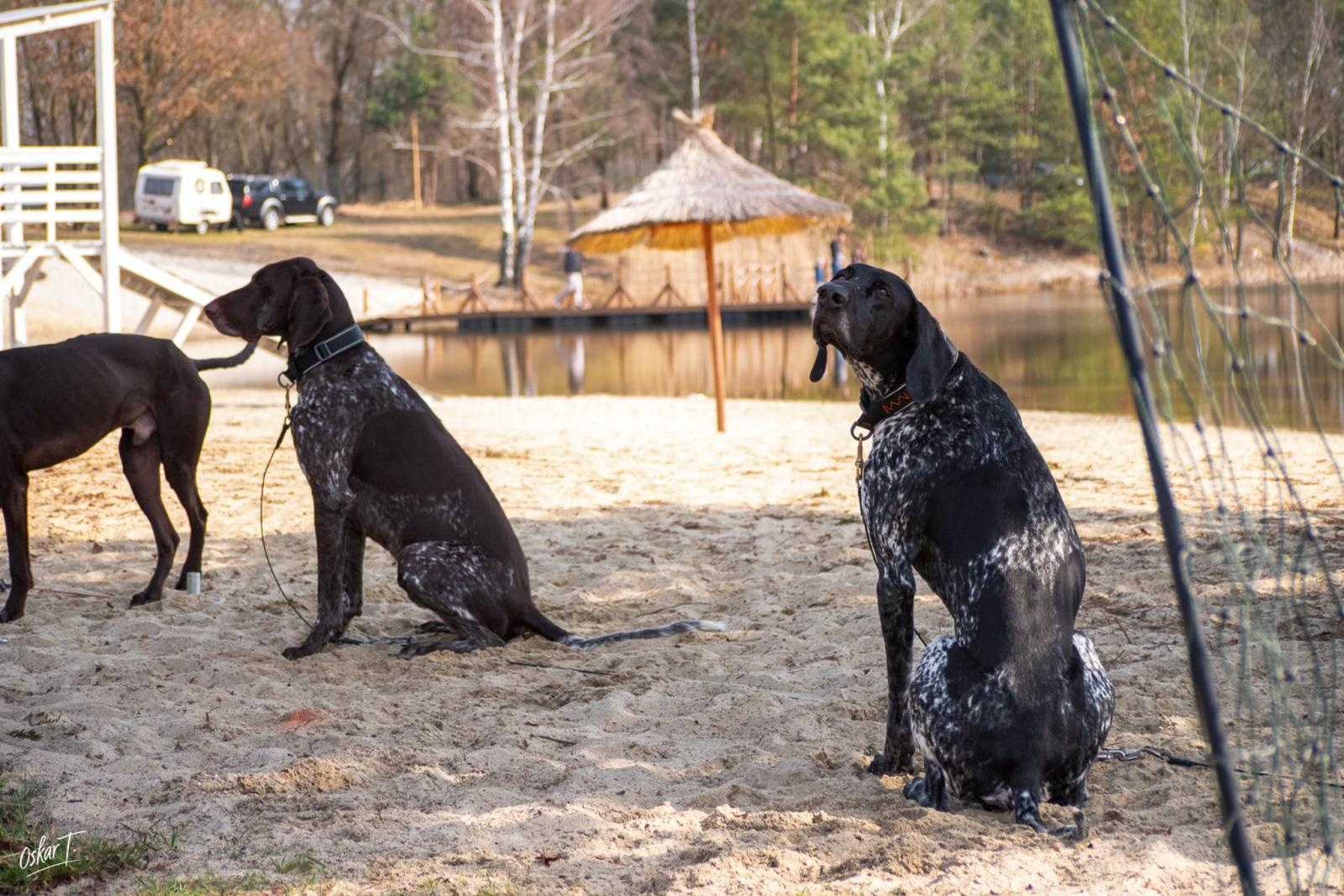 Zdjęcie w galerii na portalu naszraciborz.pl: Międzynarodowe wyścigi psich zaprzęgów w Kuźni Raciborskiej. Emocjonujący weekend Dog Adventure Sprint Race wiadomości z regionu