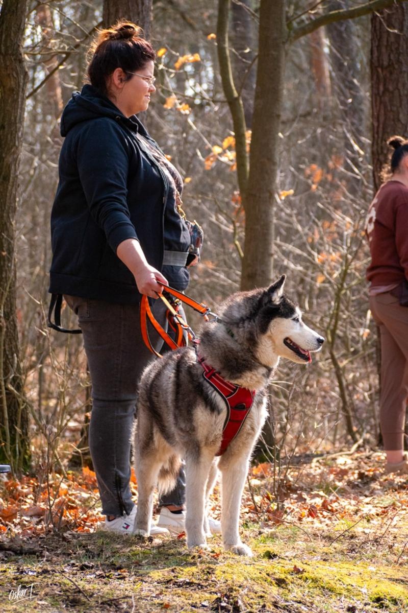 Zdjęcie w galerii na portalu naszraciborz.pl: Międzynarodowe wyścigi psich zaprzęgów w Kuźni Raciborskiej. Emocjonujący weekend Dog Adventure Sprint Race wiadomości z regionu