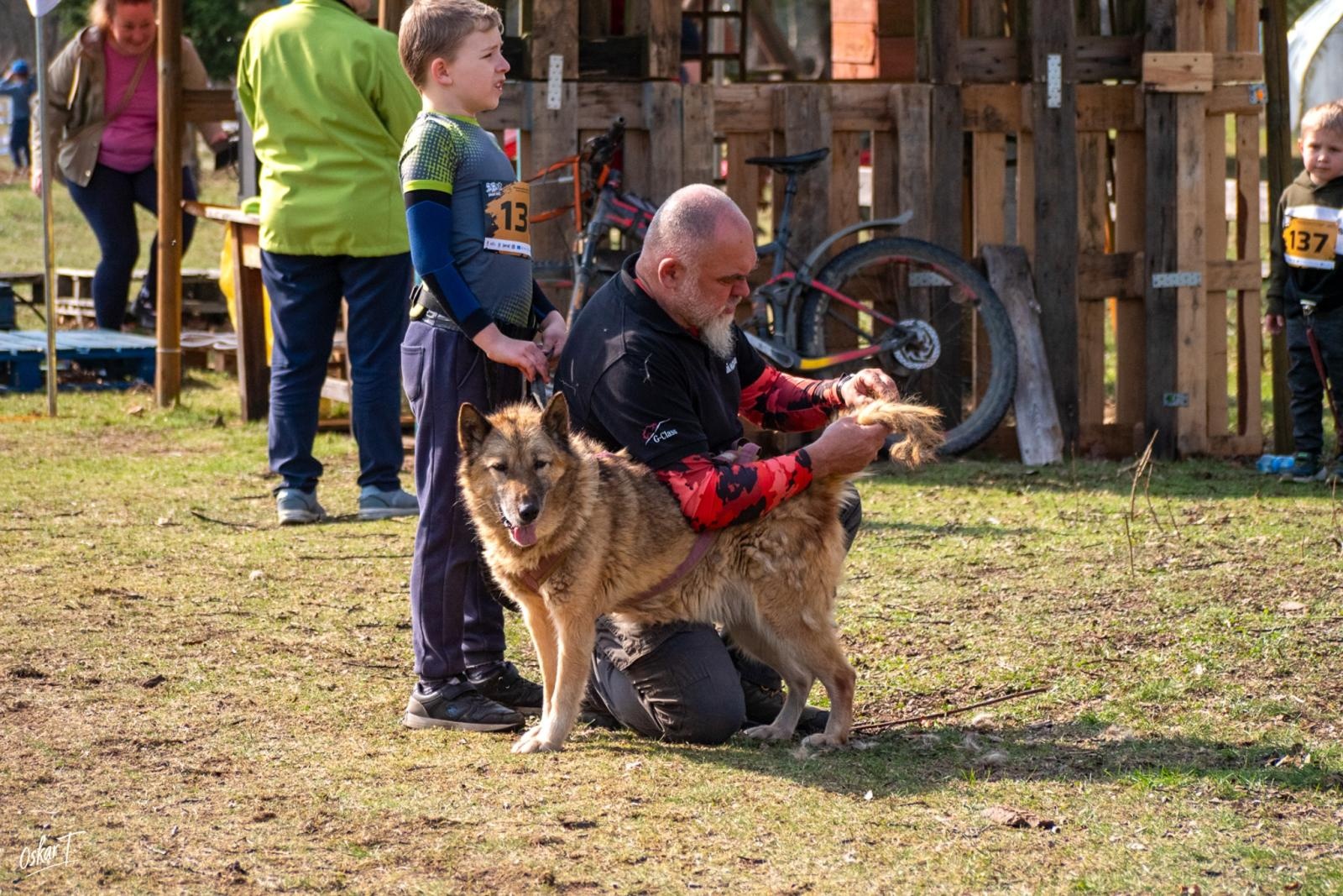 Zdjęcie w galerii na portalu naszraciborz.pl: Międzynarodowe wyścigi psich zaprzęgów w Kuźni Raciborskiej. Emocjonujący weekend Dog Adventure Sprint Race wiadomości z regionu