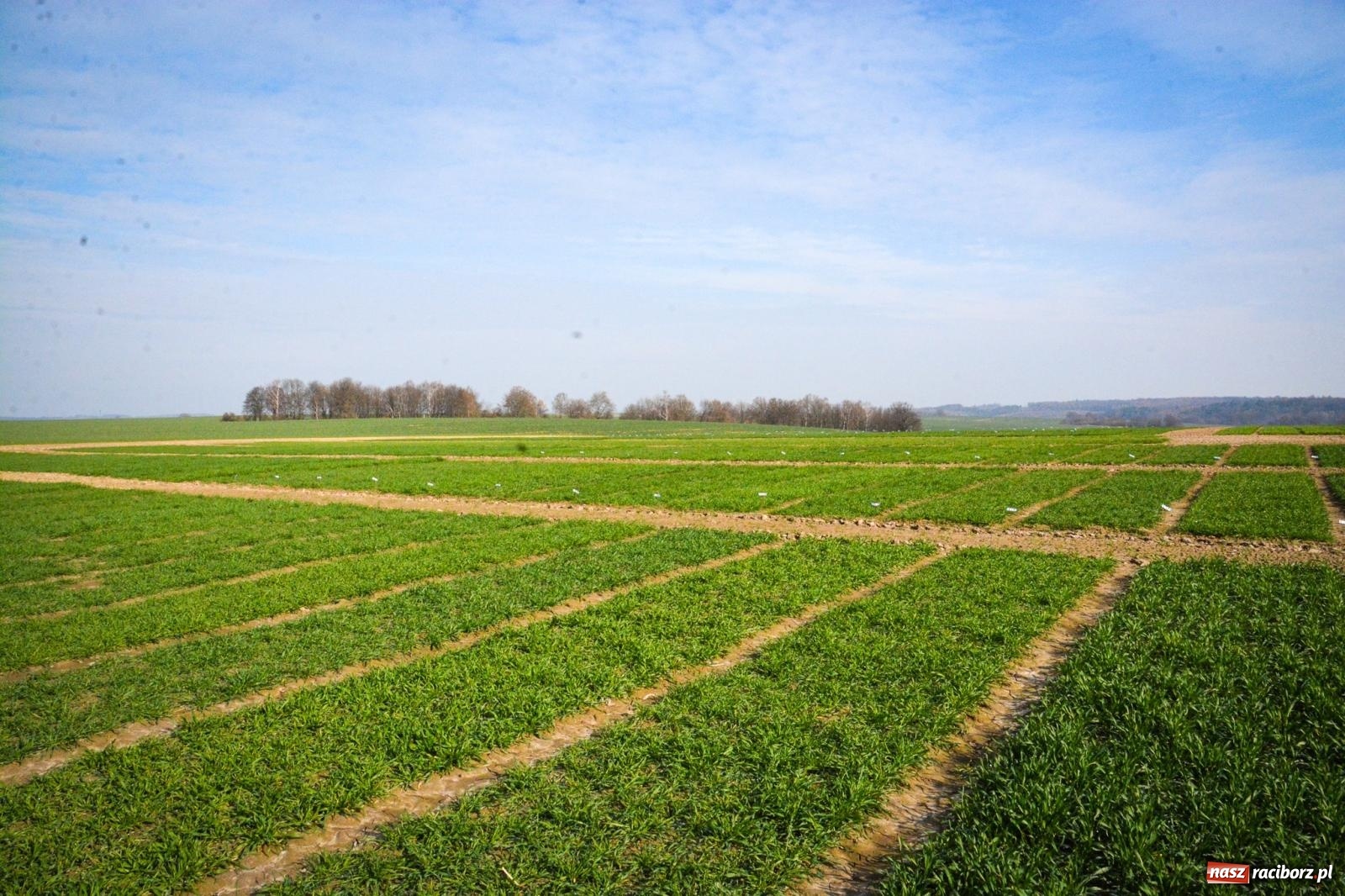 Zdjęcie w galerii na portalu naszraciborz.pl: Minister rolnictwa na ziemi raciborskiej. Ogromny potencjał, realne problemy [FOTO i WIDEO] wiadomości z regionu