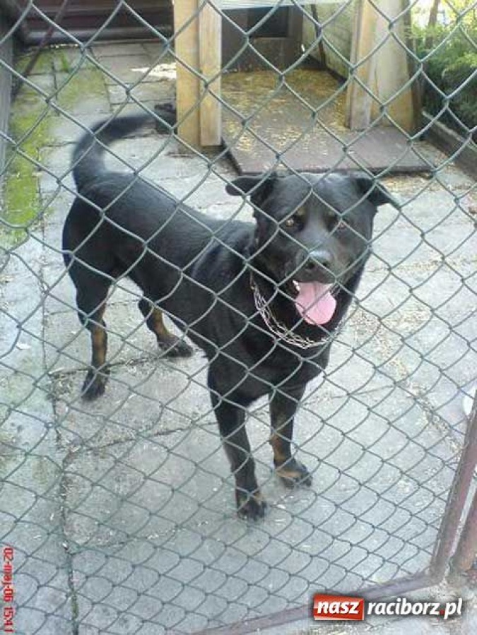 Zdjęcie w galerii na portalu naszraciborz.pl: Oman szuka nowego właściciela wiadomości z regionu