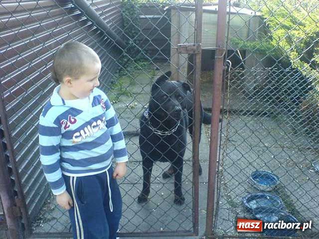 Zdjęcie w galerii na portalu naszraciborz.pl: Oman szuka nowego właściciela wiadomości z regionu