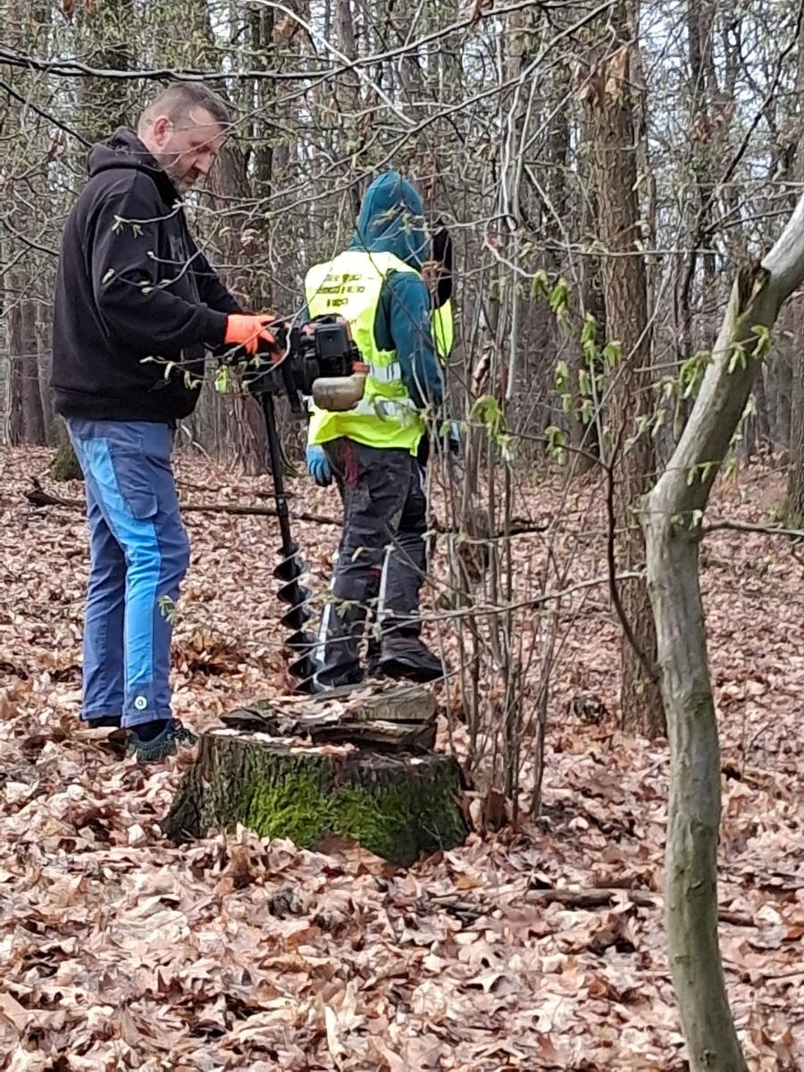 Zdjęcie w galerii na portalu naszraciborz.pl: Ależ się zazieleniło w Raciborzu. Trzecia akcja drzewaTOprzyszłość Raciborskich Wolontariuszy wiadomości z regionu