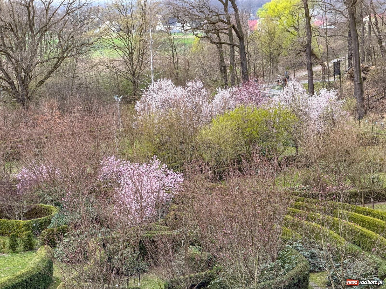 Zdjęcie w galerii na portalu naszraciborz.pl: Tak zmienia się raciborskie zoo. Nowy zwierzyniec gotowy jesienią wiadomości z regionu