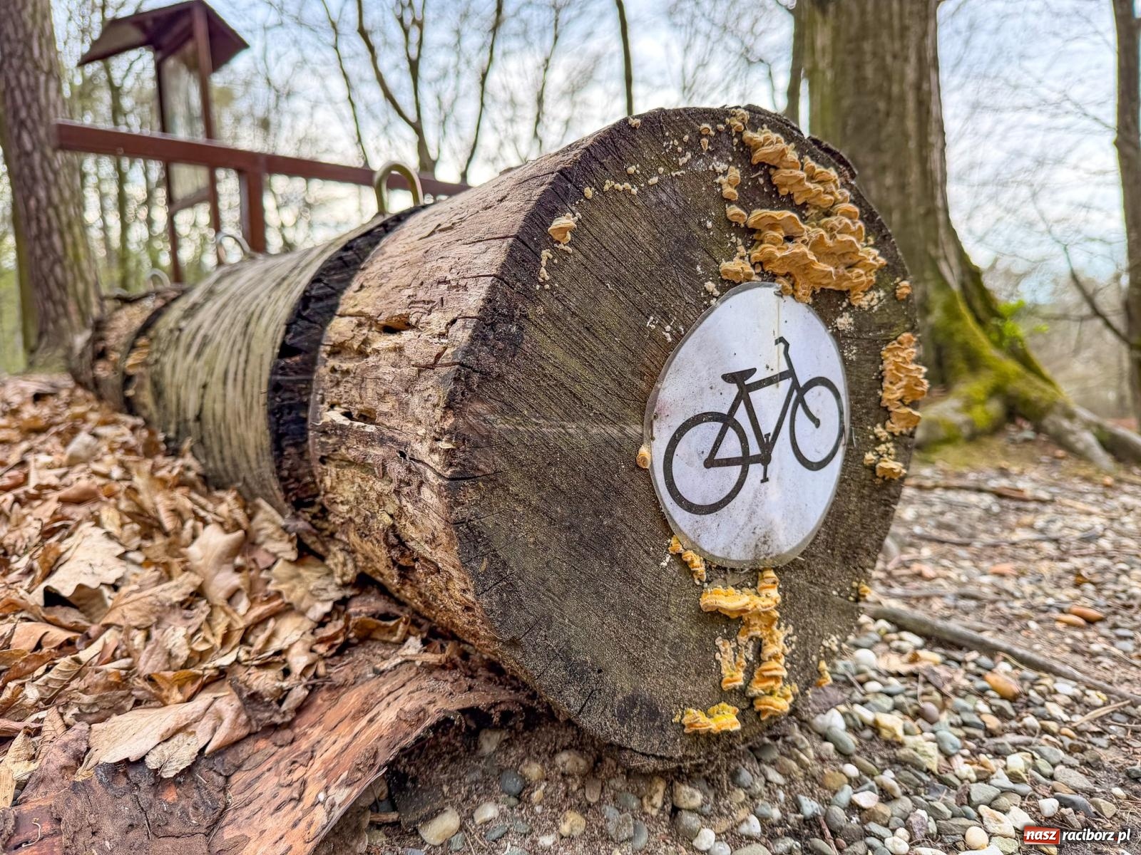 Zdjęcie w galerii na portalu naszraciborz.pl: Tak zmienia się raciborskie zoo. Nowy zwierzyniec gotowy jesienią wiadomości z regionu
