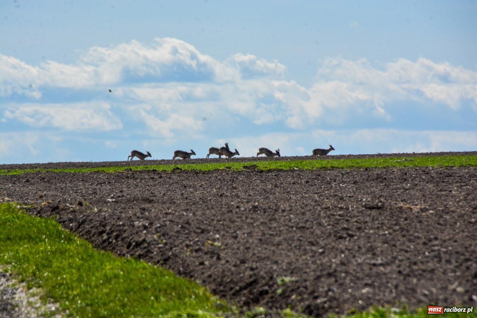 Zdjęcie w galerii na portalu naszraciborz.pl: Bieńkowice: średniowieczna tradycja wciąż żywa - ponad sto koni w procesji [FOTO i WIDEO] wiadomości z regionu