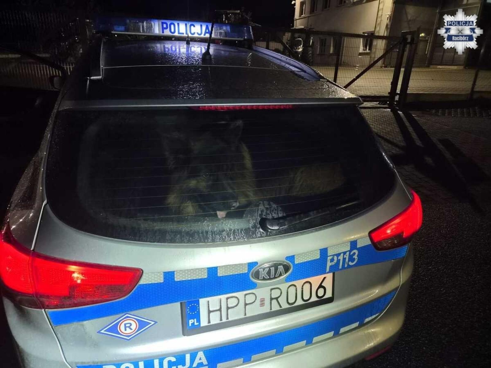 Zdjęcie w galerii na portalu naszraciborz.pl: Policjanci ruszyli z pomocą psu błąkającemu się po DK45 [WIDEO] wiadomości z regionu