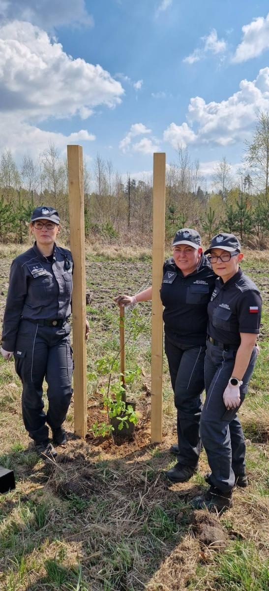 Zdjęcie w galerii na portalu naszraciborz.pl: Mundurowe sadzenie lasu w Rudach. Wspólna akcja służb i samorządowców wiadomości z regionu