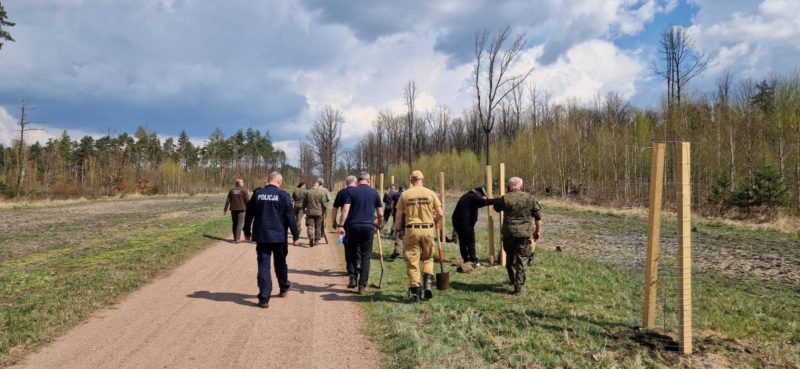 Zdjęcie w galerii na portalu naszraciborz.pl: Mundurowe sadzenie lasu w Rudach. Wspólna akcja służb i samorządowców wiadomości z regionu