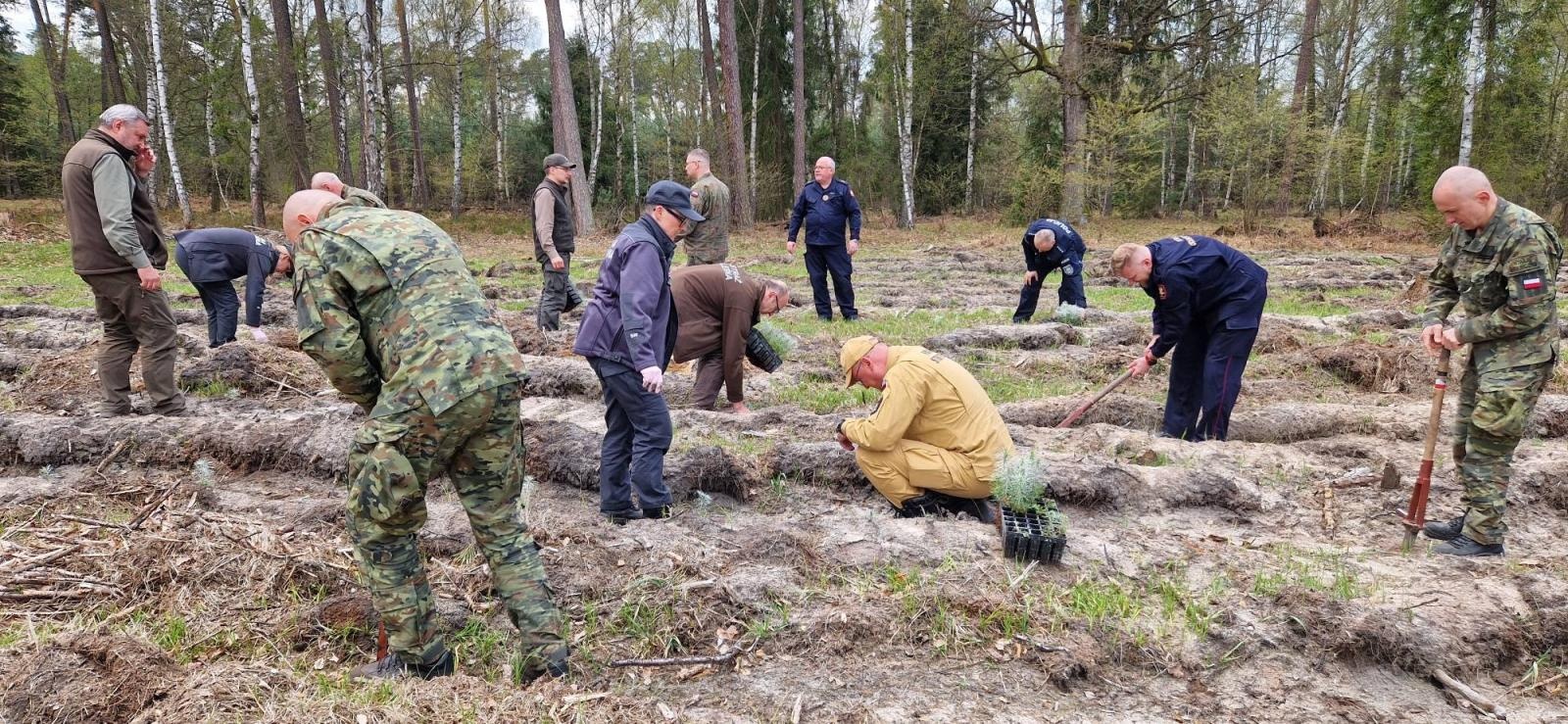 Zdjęcie w galerii na portalu naszraciborz.pl: Mundurowe sadzenie lasu w Rudach. Wspólna akcja służb i samorządowców wiadomości z regionu