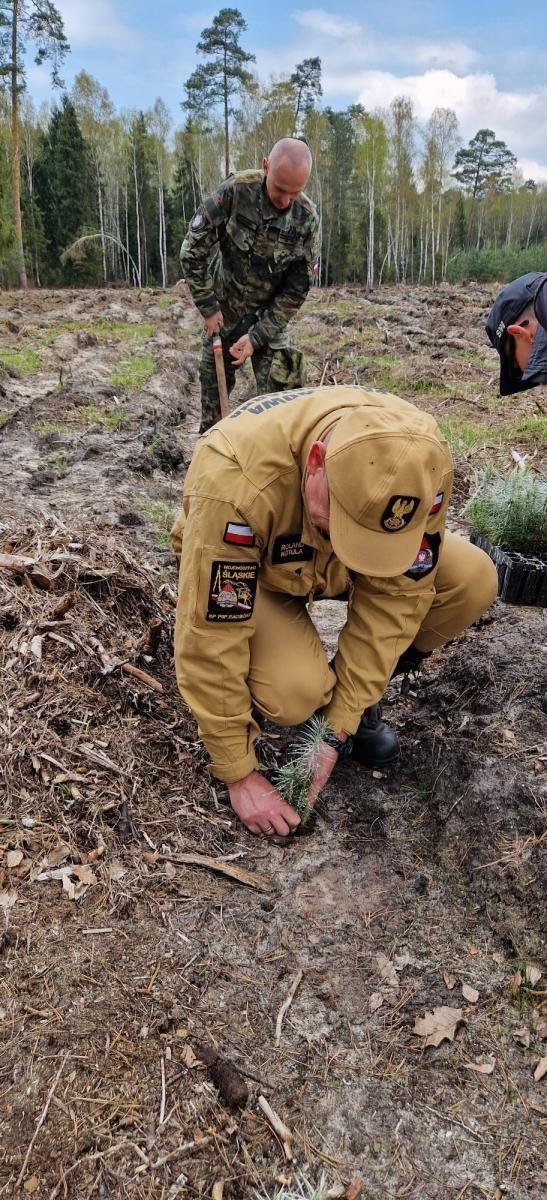 Zdjęcie w galerii na portalu naszraciborz.pl: Mundurowe sadzenie lasu w Rudach. Wspólna akcja służb i samorządowców wiadomości z regionu
